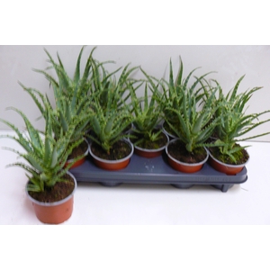 ALOE ARBORESCENS