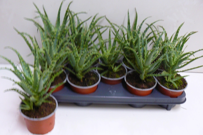 <h4>ALOE ARBORESCENS</h4>