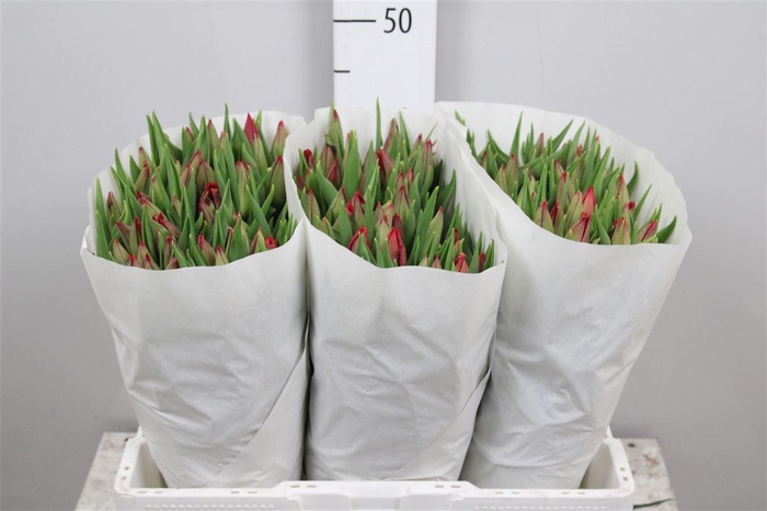 <h4>Tu En Red Gold</h4>