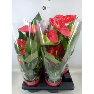 Anthurium andr. 'Minnesota'