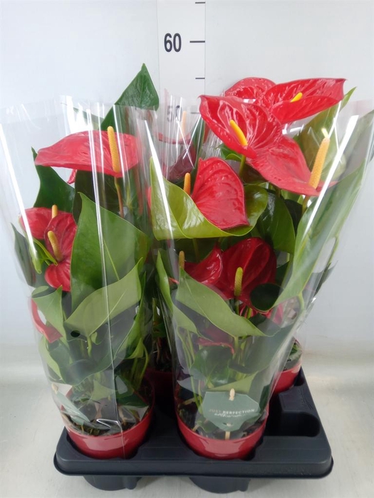 <h4>Anthurium andr. 'Minnesota'</h4>