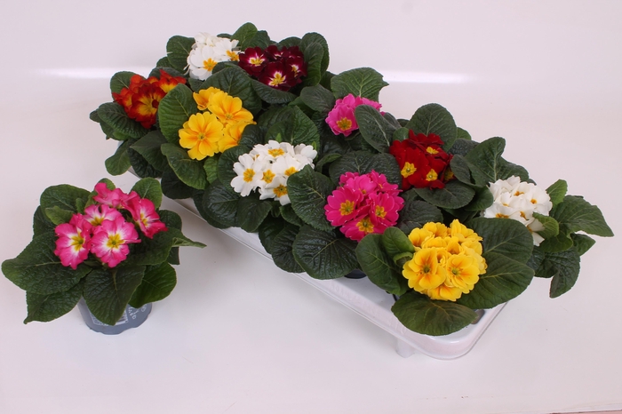 <h4>PRIM ACAULIS GEM</h4>