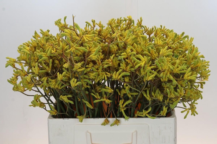 <h4>Anigozanthos Bush Down</h4>