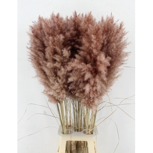 CORTA SELLOAN KLB H%