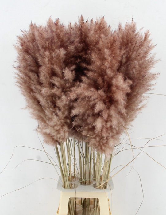 <h4>CORTA SELLOAN KLB H%</h4>