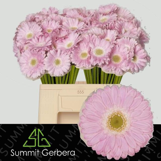 <h4>GE MI BABBLE</h4>