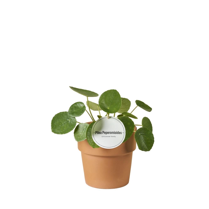 <h4>Pilea peperomoides</h4>