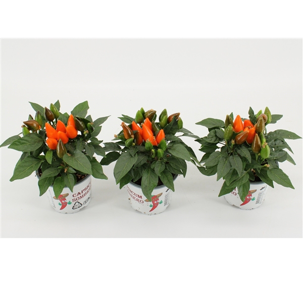 <h4>Capsicum Annuum 'Favorit Orange'</h4>