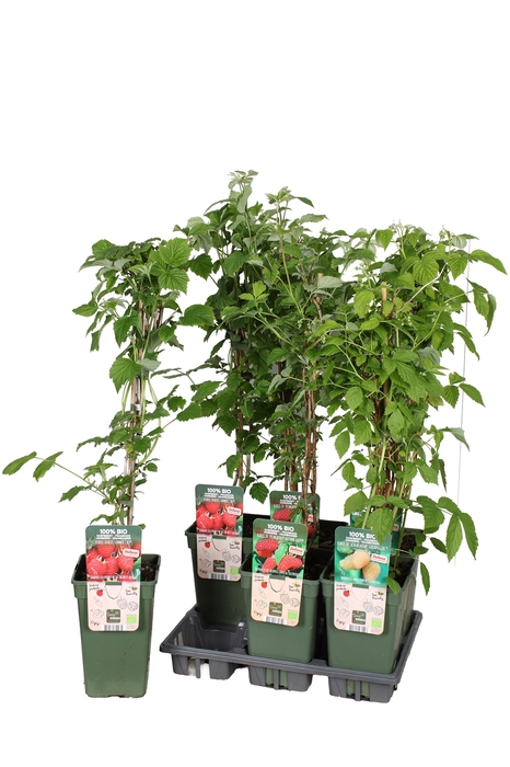 <h4>RUBUS IDAEUS</h4>