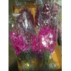 DENDROBIUM OV DENDR OV