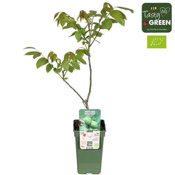 <h4>Juglans Regia Bio P19</h4>