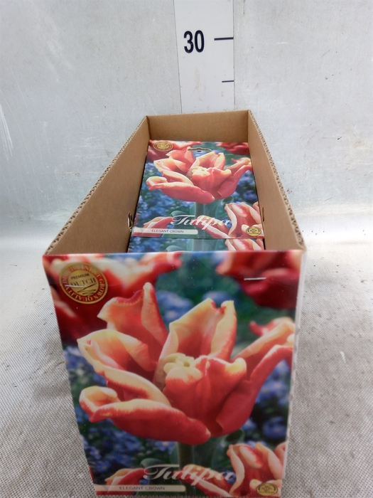 <h4>Tulipa   ...flowerbulbs</h4>