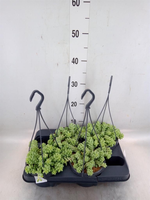 <h4>Sedum burrito</h4>