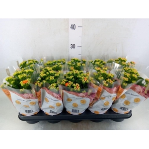 Kalanchoe blos. 'RosDon Pedro'