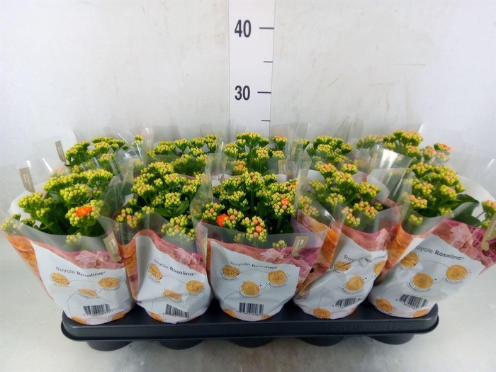 <h4>Kalanchoe blos. 'RosDon Pedro'</h4>