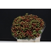 Bramen ( Rubus ) 40cm