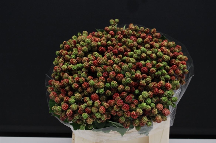 <h4>Bramen ( Rubus ) 40cm</h4>