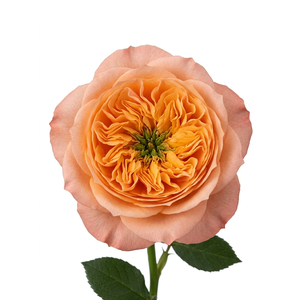 R Gr Melon Xpression 50cm EC