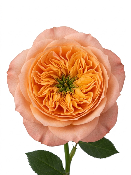 <h4>R Gr Melon Xpression 60cm EC</h4>