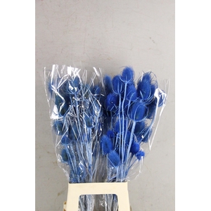 DF Dipsacus Light Blue Bs 130g