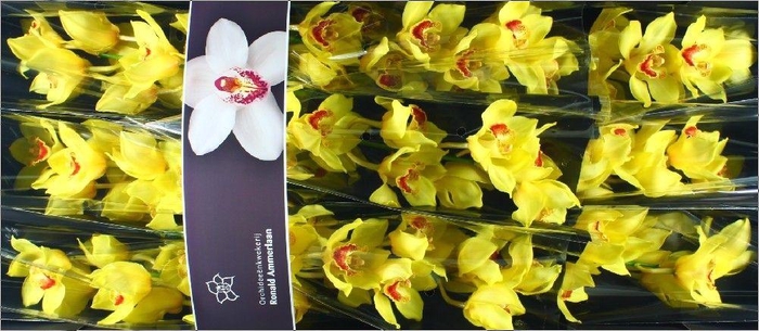 <h4>Cymbidium Arcadian</h4>