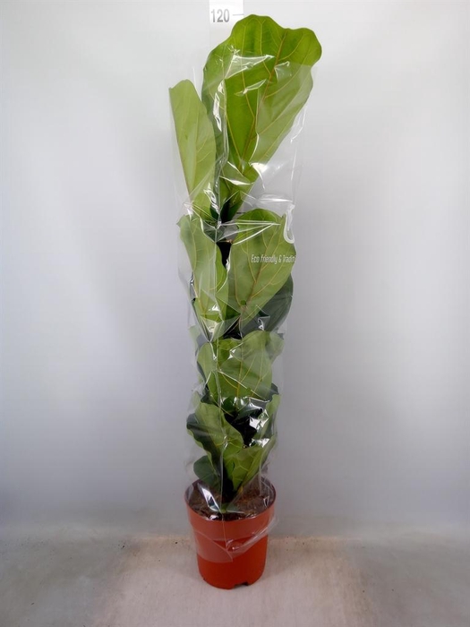 <h4>Ficus lyrata</h4>