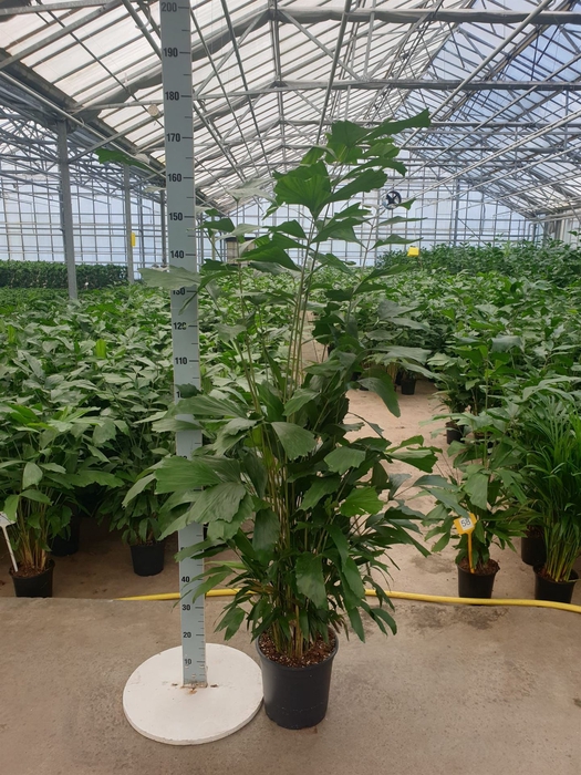 <h4>Caryota mitis</h4>