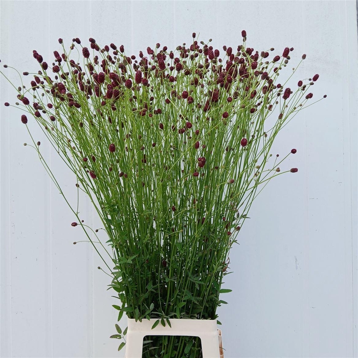 <h4>Snijbloemen Ov</h4>
