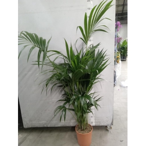 Howea forsteriana