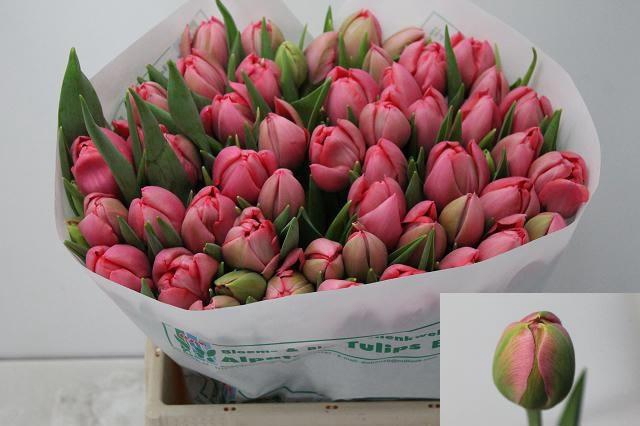 <h4>TU DU ETCHED SALMON</h4>