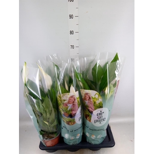 Spathiphyllum  'Bingo Cupido'