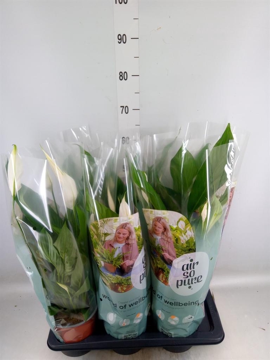 <h4>Spathiphyllum  'Bingo Cupido'</h4>
