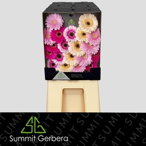Germini Mix Dream Fantasia Diamond