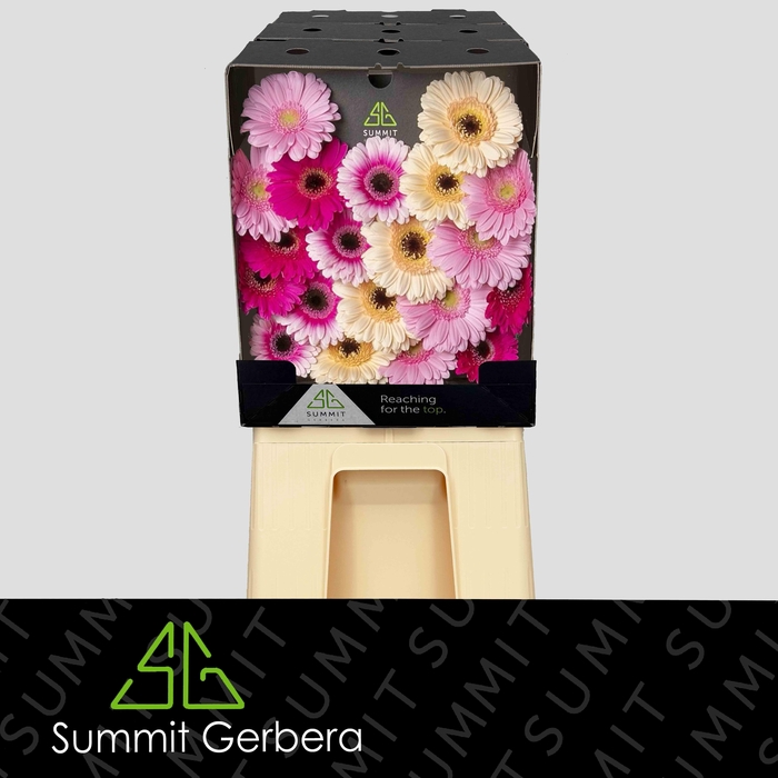 <h4>Germini Mix Dream Fantasia Diamond</h4>