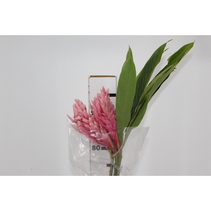 ALPINIA PURPURATA ROSA