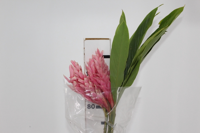 <h4>ALPINIA PURPURATA ROSA</h4>