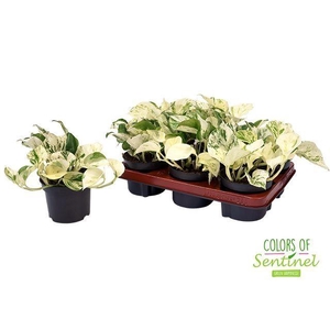 Epipremnum pinn. 'Happy Leaf'