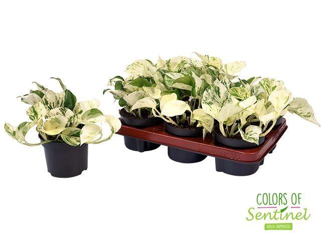 <h4>Epipremnum pinn. 'Happy Leaf'</h4>