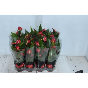 ANTHURIUM MINI MILLION FLOWERS P09