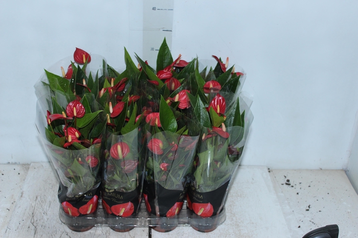 <h4>ANTHURIUM MINI MILLION FLOWERS P09</h4>