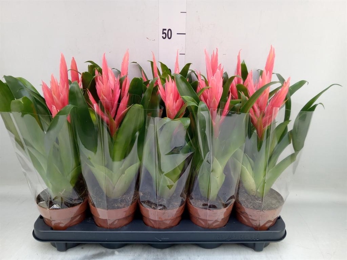 <h4>Tillandsia  'Ziva'</h4>