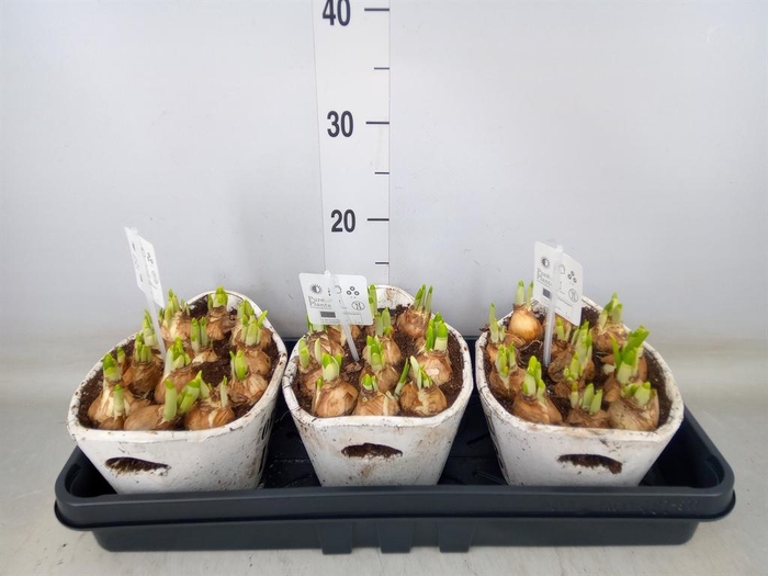 <h4>Arr.  Narcissus Tete Tete L%</h4>