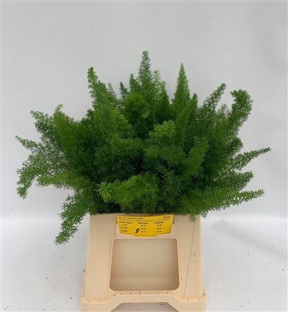 <h4>ASP DENS MYERS 40CM</h4>