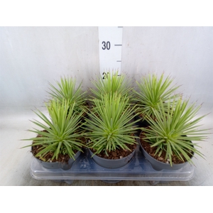 Agave stricta 'Nana'