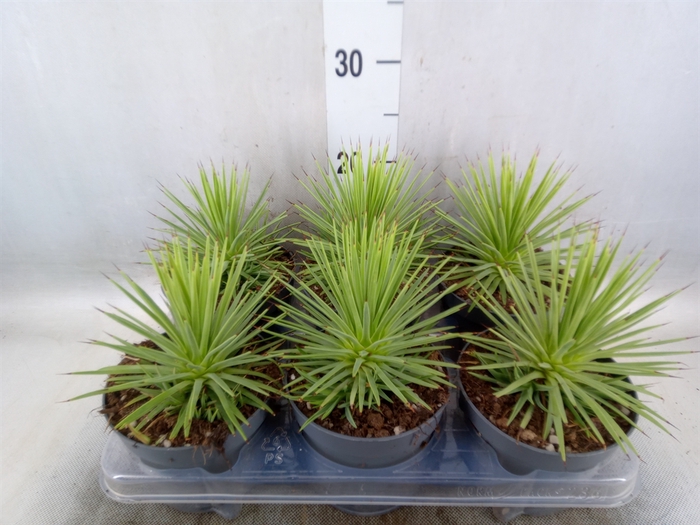 <h4>Agave stricta 'Nana'</h4>