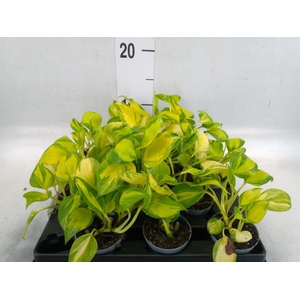 Epipremnum pinn. 'Marble Queen'