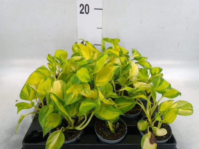 <h4>Epipremnum pinn. 'Marble Queen'</h4>