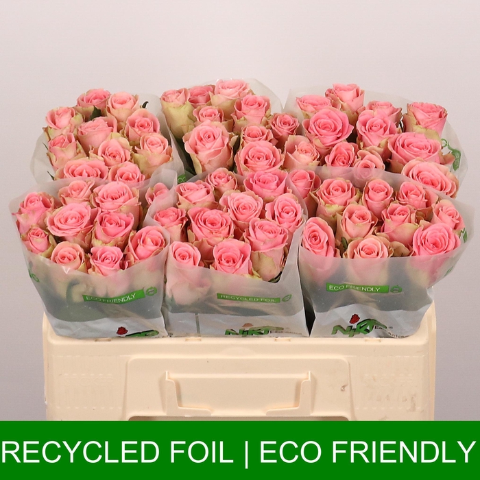 <h4>R GR BOSSANOVA</h4>