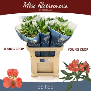 ALSTR ESTEE