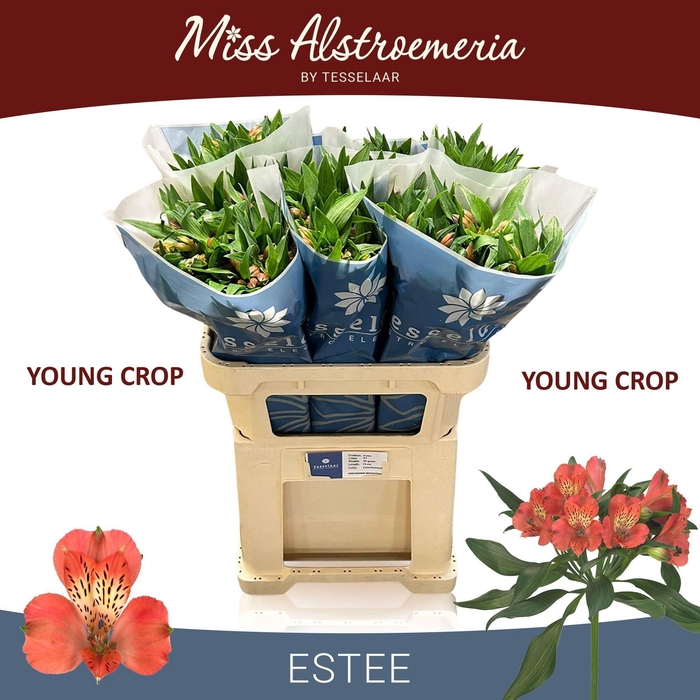 <h4>ALSTR ESTEE</h4>